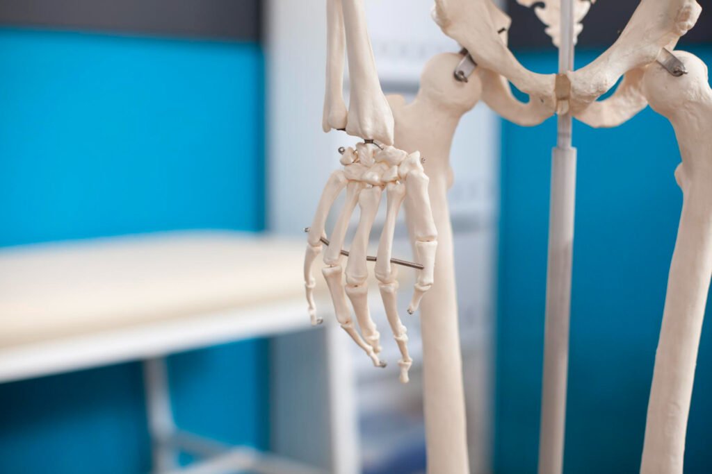 Il numero di ossa nel corpo umano
