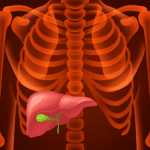 Coledoco: anatomia, funzioni, sintomi e patologie