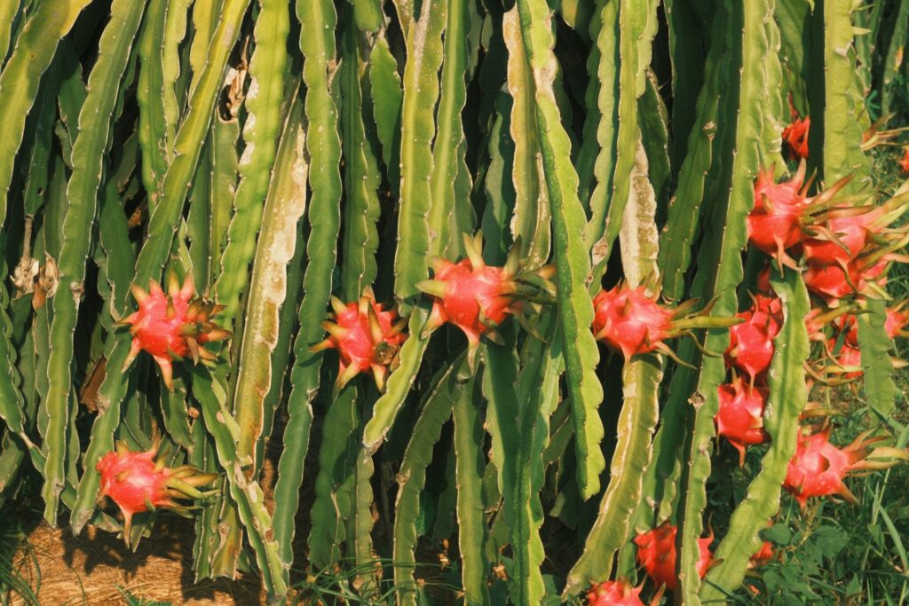 Pitaya, pianta del frutto del drago